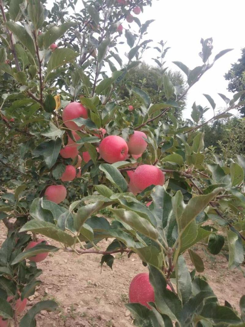 掌上庆阳苹果版苹果应用商店下载